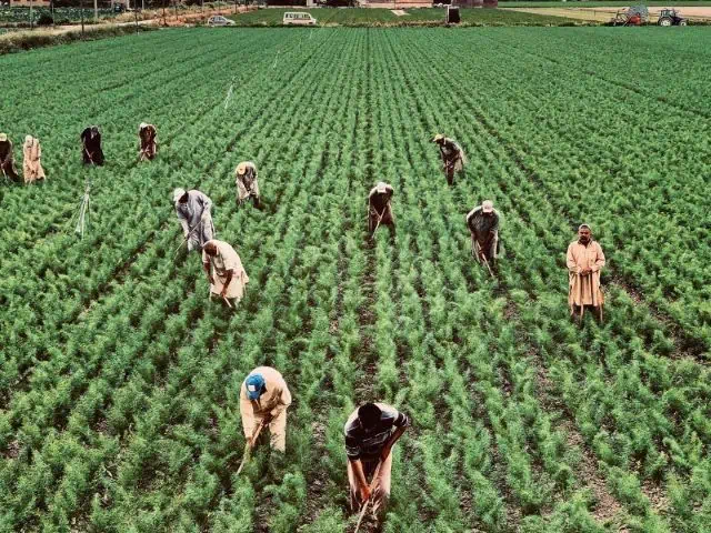 cotton farm